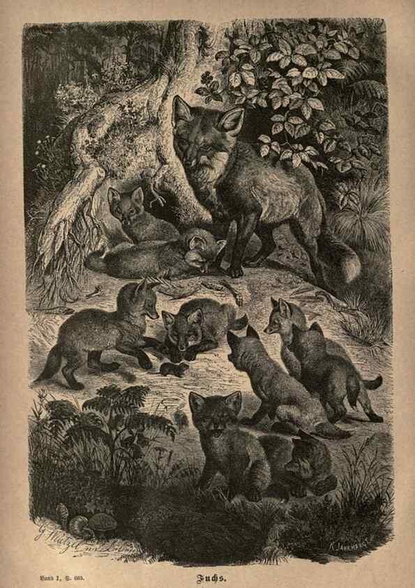 Reproducción/Reproduction 7971903826: Brehms thierleben, allgemeine kunde des thierreichs.. Leipzig :Verlag des Bibliographischen instituts,1876-1879.