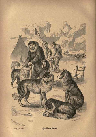 Reproducción/Reproduction 7971902526: Brehms thierleben, allgemeine kunde des thierreichs.. Leipzig :Verlag des Bibliographischen instituts,1876-1879.