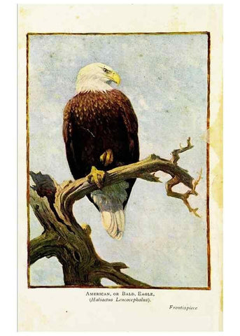 Reproducción/Reproduction 7971319284: Birds of the world for young people,. New York,F.A. Stokes Company[1909]