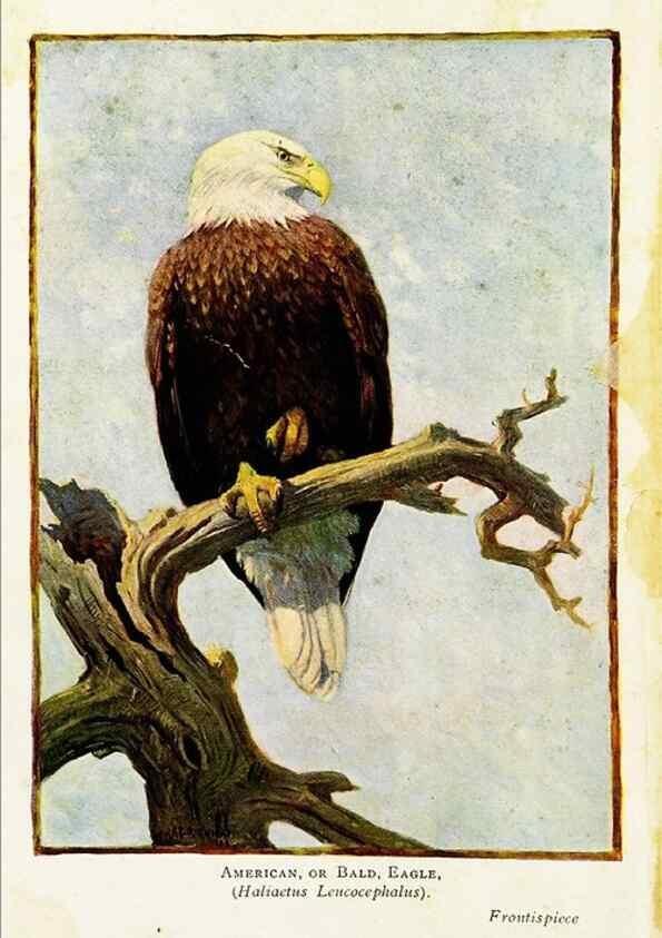 Reproducción/Reproduction 7971319284: Birds of the world for young people,. New York,F.A. Stokes Company[1909]