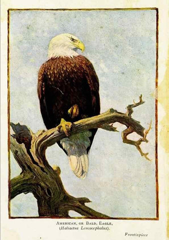 Reproducción/Reproduction 7971319284: Birds of the world for young people,. New York,F.A. Stokes Company[1909]