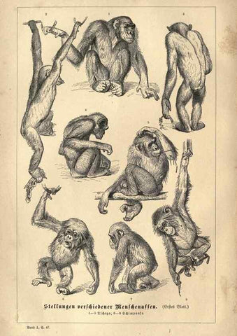 Reproducción/Reproduction 7971884764: Brehms thierleben, allgemeine kunde des thierreichs.. Leipzig :Verlag des Bibliographischen instituts,1876-1879.