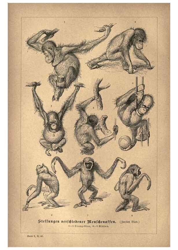 Reproducción/Reproduction 7971885888: Brehms thierleben, allgemeine kunde des thierreichs.. Leipzig :Verlag des Bibliographischen instituts,1876-1879.