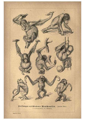 Reproducción/Reproduction 7971885888: Brehms thierleben, allgemeine kunde des thierreichs.. Leipzig :Verlag des Bibliographischen instituts,1876-1879.