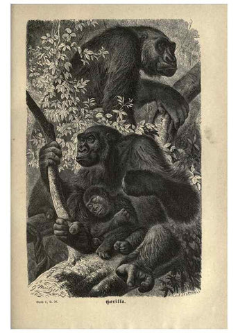 Reproducción/Reproduction 7971887048: Brehms thierleben, allgemeine kunde des thierreichs.. Leipzig :Verlag des Bibliographischen instituts,1876-1879.