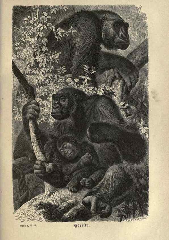 Reproducción/Reproduction 7971887048: Brehms thierleben, allgemeine kunde des thierreichs.. Leipzig :Verlag des Bibliographischen instituts,1876-1879.