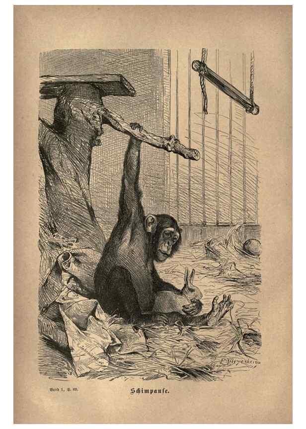 Reproducción/Reproduction 7971888158: Brehms thierleben, allgemeine kunde des thierreichs.. Leipzig :Verlag des Bibliographischen instituts,1876-1879.