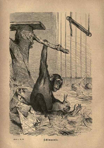 Reproducción/Reproduction 7971888158: Brehms thierleben, allgemeine kunde des thierreichs.. Leipzig :Verlag des Bibliographischen instituts,1876-1879.