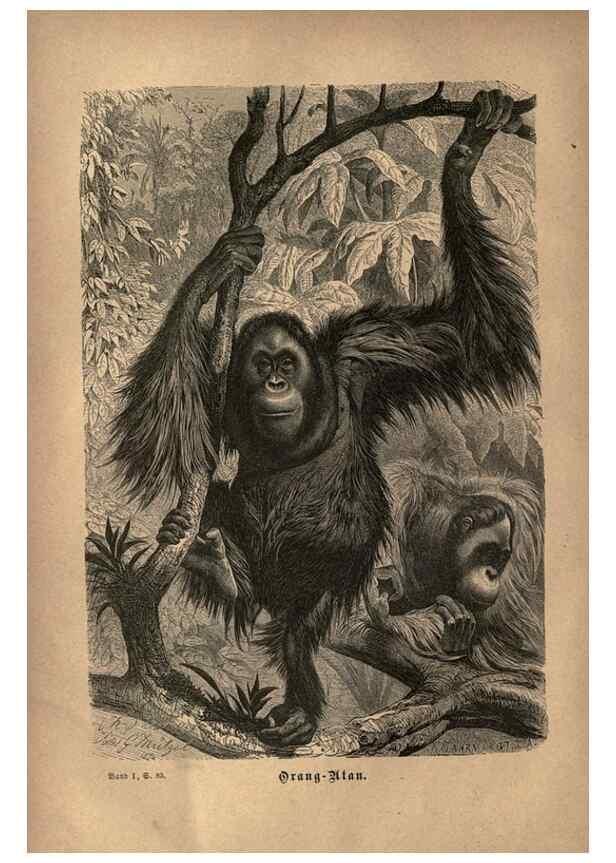 Reproducción/Reproduction 7971889392: Brehms thierleben, allgemeine kunde des thierreichs.. Leipzig :Verlag des Bibliographischen instituts,1876-1879.