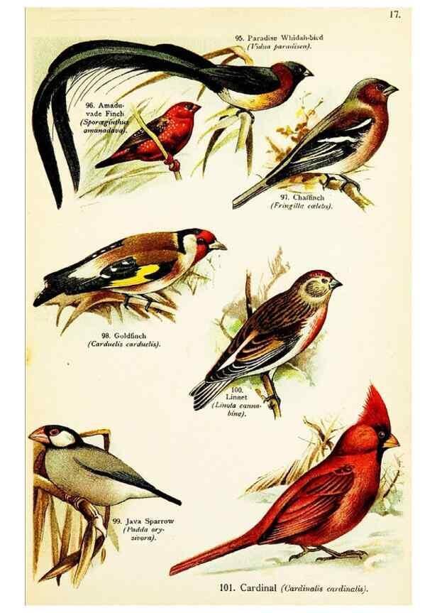 Reproducción/Reproduction 7971270194: Birds of the world for young people,. New York,F.A. Stokes Company[1909]