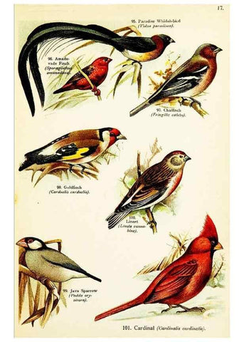 Reproducción/Reproduction 7971270194: Birds of the world for young people,. New York,F.A. Stokes Company[1909]