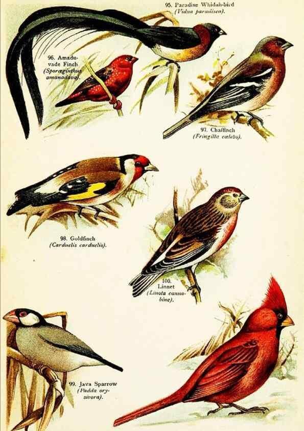 Reproducción/Reproduction 7971270194: Birds of the world for young people,. New York,F.A. Stokes Company[1909]