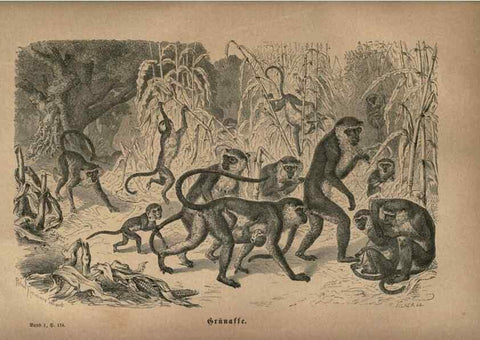Reproducción/Reproduction 7971890460: Brehms thierleben, allgemeine kunde des thierreichs.. Leipzig :Verlag des Bibliographischen instituts,1876-1879.