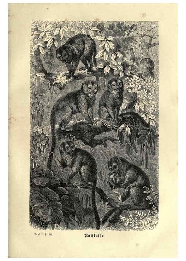 Reproducción/Reproduction 7971893278: Brehms thierleben, allgemeine kunde des thierreichs.. Leipzig :Verlag des Bibliographischen instituts,1876-1879.