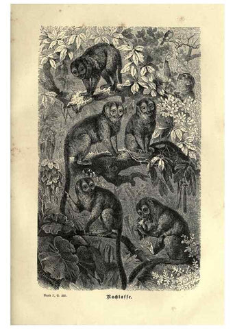 Reproducción/Reproduction 7971893278: Brehms thierleben, allgemeine kunde des thierreichs.. Leipzig :Verlag des Bibliographischen instituts,1876-1879.
