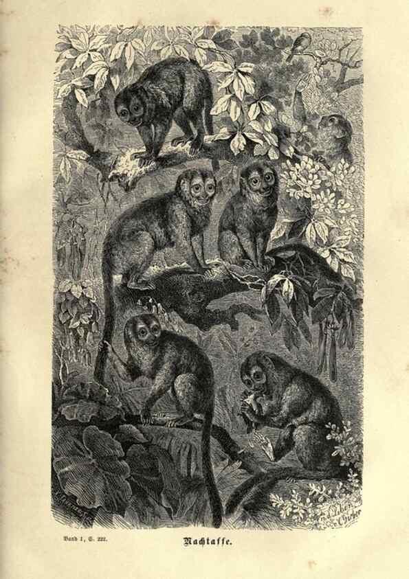 Reproducción/Reproduction 7971893278: Brehms thierleben, allgemeine kunde des thierreichs.. Leipzig :Verlag des Bibliographischen instituts,1876-1879.