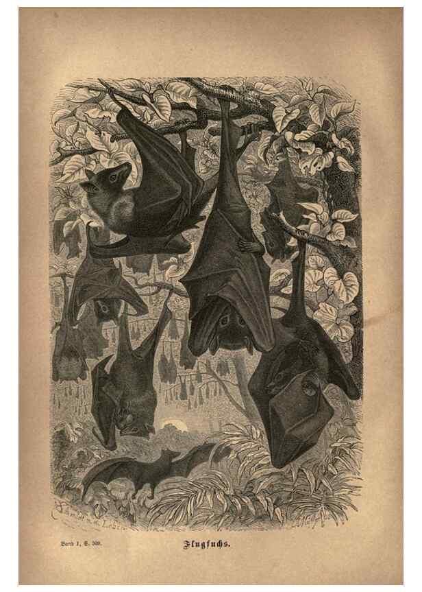 Reproducción/Reproduction 7971894612: Brehms thierleben, allgemeine kunde des thierreichs.. Leipzig :Verlag des Bibliographischen instituts,1876-1879.