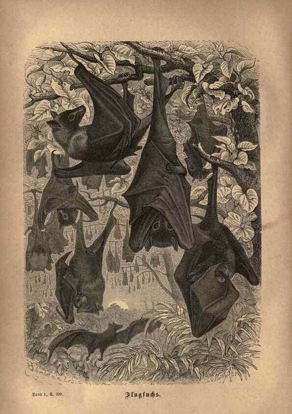 Reproducción/Reproduction 7971894612: Brehms thierleben, allgemeine kunde des thierreichs.. Leipzig :Verlag des Bibliographischen instituts,1876-1879.