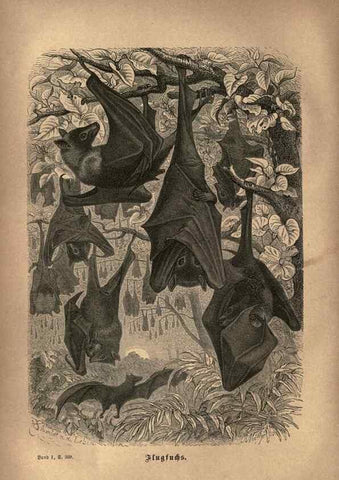 Reproducción/Reproduction 7971894612: Brehms thierleben, allgemeine kunde des thierreichs.. Leipzig :Verlag des Bibliographischen instituts,1876-1879.