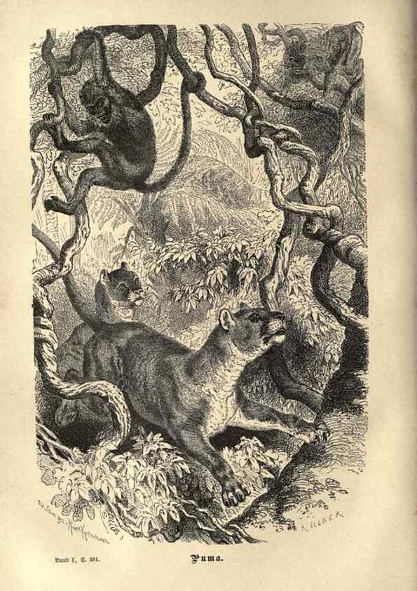 Reproducción/Reproduction 7971897538: Brehms thierleben, allgemeine kunde des thierreichs.. Leipzig :Verlag des Bibliographischen instituts,1876-1879.