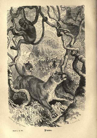 Reproducción/Reproduction 7971897538: Brehms thierleben, allgemeine kunde des thierreichs.. Leipzig :Verlag des Bibliographischen instituts,1876-1879.