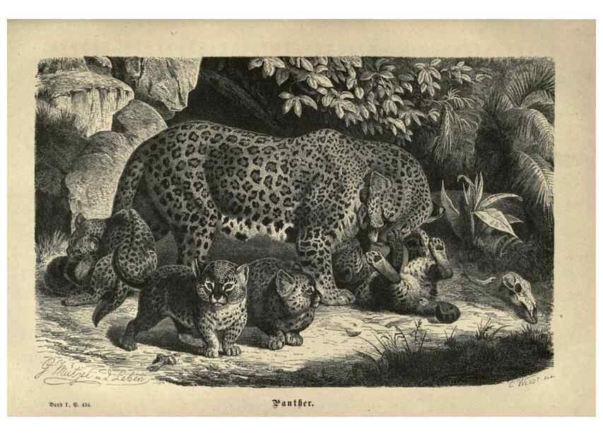Reproducción/Reproduction 7971900120: Brehms thierleben, allgemeine kunde des thierreichs.. Leipzig :Verlag des Bibliographischen instituts,1876-1879.