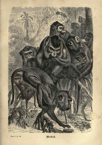 Reproducción/Reproduction 7971891928: Brehms thierleben, allgemeine kunde des thierreichs.. Leipzig :Verlag des Bibliographischen instituts,1876-1879.