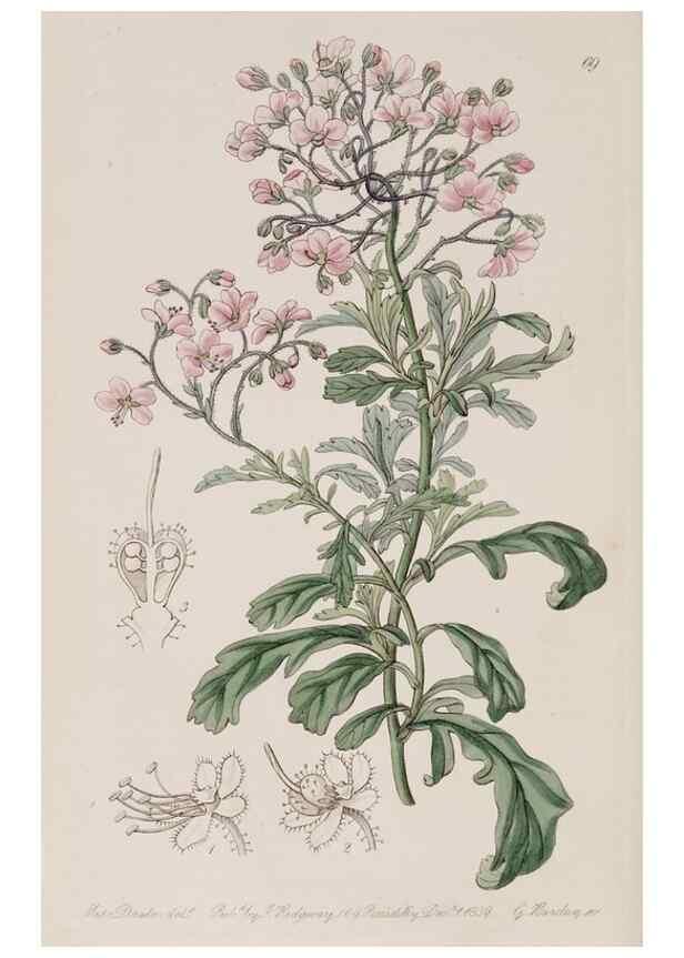 Reproducción/Reproduction 7949502036: Edwards's botanical register.. London :James Ridgway,1829-1847.