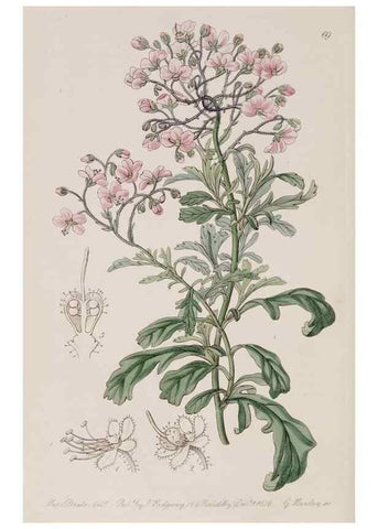 Reproducción/Reproduction 7949502036: Edwards's botanical register.. London :James Ridgway,1829-1847.