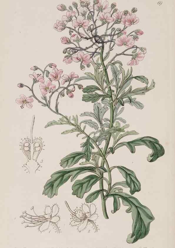 Reproducción/Reproduction 7949502036: Edwards's botanical register.. London :James Ridgway,1829-1847.