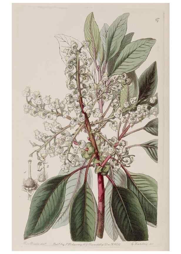 Reproducción/Reproduction 7949500506: Edwards's botanical register.. London :James Ridgway,1829-1847.