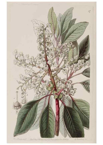 Reproducción/Reproduction 7949500506: Edwards's botanical register.. London :James Ridgway,1829-1847.