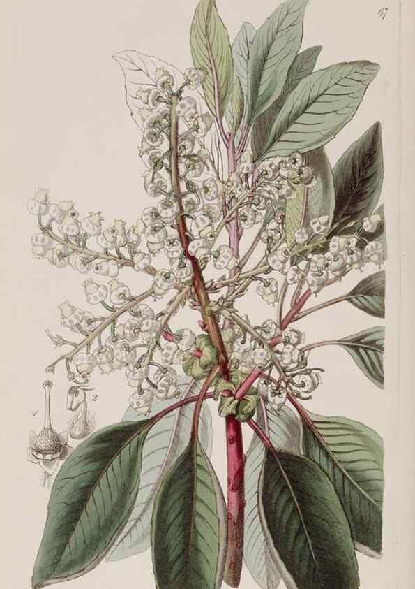 Reproducción/Reproduction 7949500506: Edwards's botanical register.. London :James Ridgway,1829-1847.