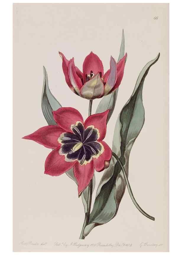 Reproducción/Reproduction 7949499512: Edwards's botanical register.. London :James Ridgway,1829-1847.