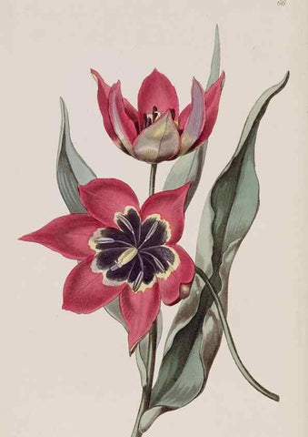 Reproducción/Reproduction 7949499512: Edwards's botanical register.. London :James Ridgway,1829-1847.