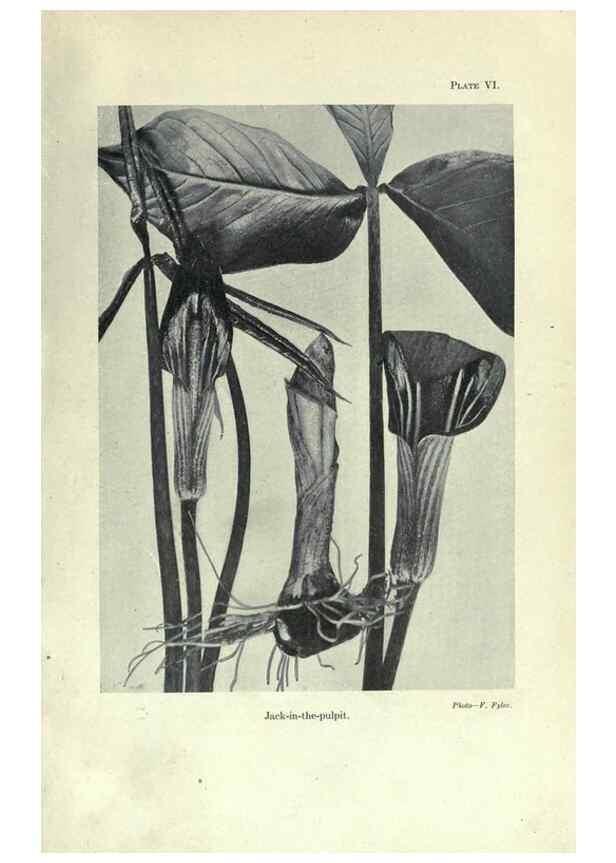 Reproducción/Reproduction 7944404658: Principal poisonous plants of Canada /. Ottawa :Dept. of Agriculture, Dominion Experimental Farms,1920.