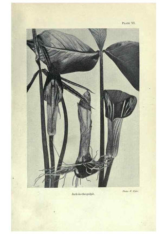 Reproducción/Reproduction 7944404658: Principal poisonous plants of Canada /. Ottawa :Dept. of Agriculture, Dominion Experimental Farms,1920.