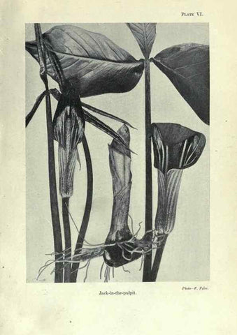 Reproducción/Reproduction 7944404658: Principal poisonous plants of Canada /. Ottawa :Dept. of Agriculture, Dominion Experimental Farms,1920.
