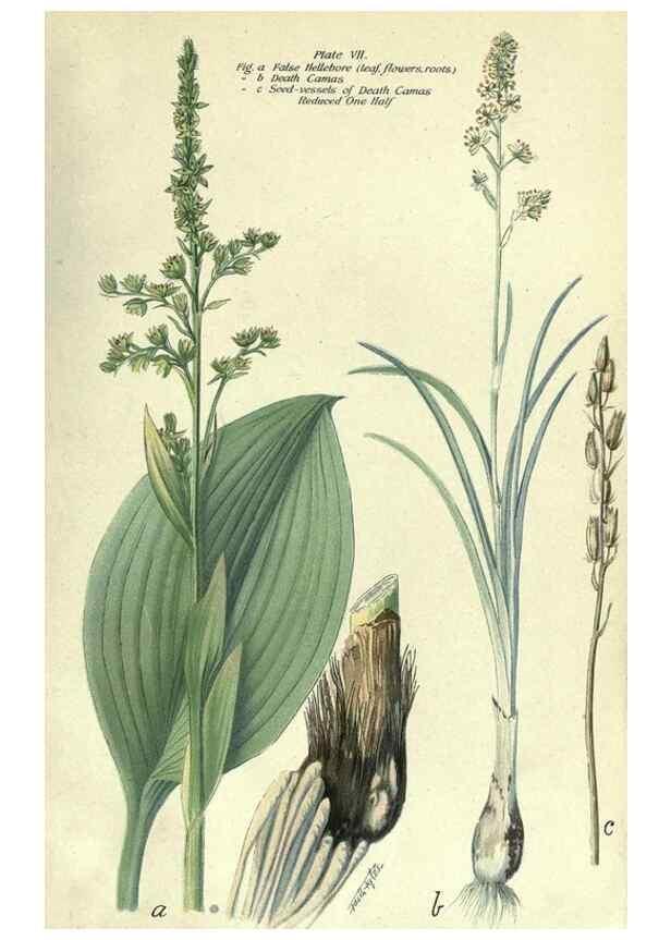 Reproducción/Reproduction 7944405554: Principal poisonous plants of Canada /. Ottawa :Dept. of Agriculture, Dominion Experimental Farms,1920.
