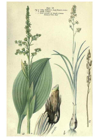 Reproducción/Reproduction 7944405554: Principal poisonous plants of Canada /. Ottawa :Dept. of Agriculture, Dominion Experimental Farms,1920.