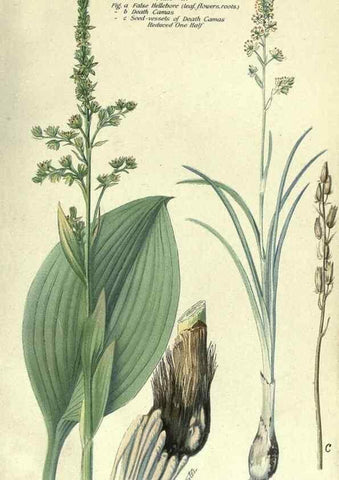 Reproducción/Reproduction 7944405554: Principal poisonous plants of Canada /. Ottawa :Dept. of Agriculture, Dominion Experimental Farms,1920.