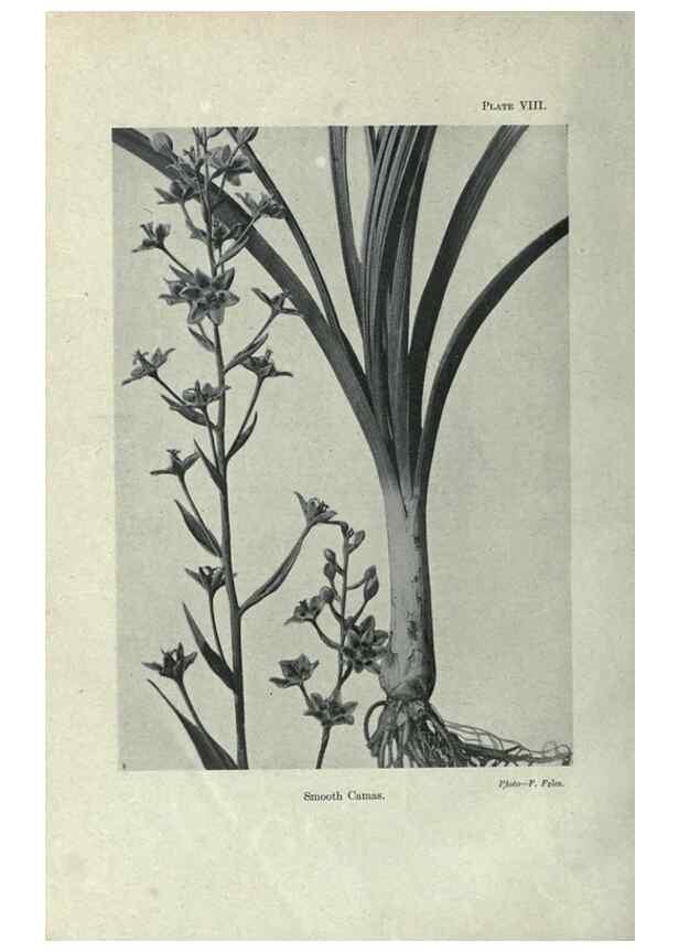 Reproducción/Reproduction 7944406326: Principal poisonous plants of Canada /. Ottawa :Dept. of Agriculture, Dominion Experimental Farms,1920.