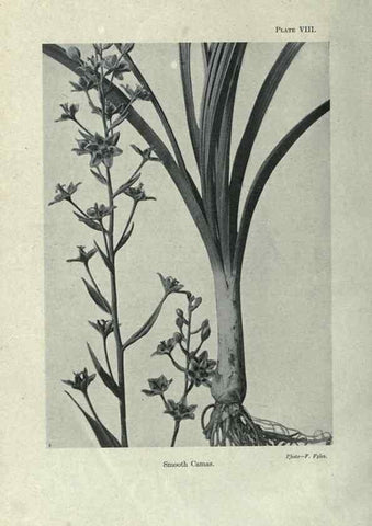Reproducción/Reproduction 7944406326: Principal poisonous plants of Canada /. Ottawa :Dept. of Agriculture, Dominion Experimental Farms,1920.