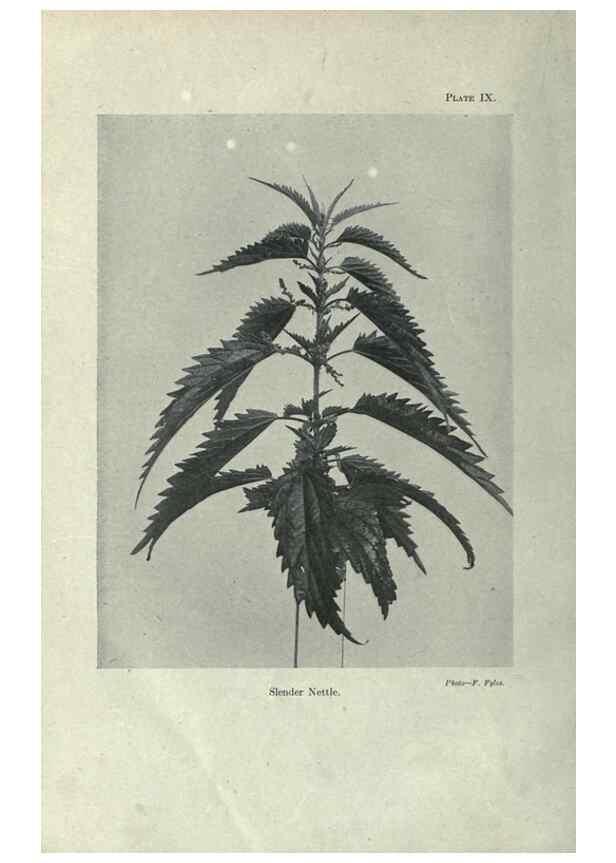 Reproducción/Reproduction 7944407030: Principal poisonous plants of Canada /. Ottawa :Dept. of Agriculture, Dominion Experimental Farms,1920.
