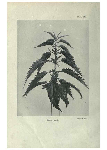 Reproducción/Reproduction 7944407030: Principal poisonous plants of Canada /. Ottawa :Dept. of Agriculture, Dominion Experimental Farms,1920.
