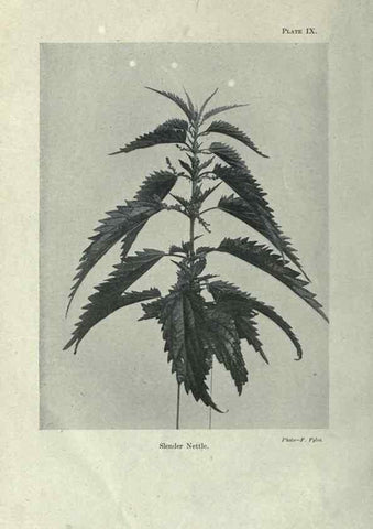 Reproducción/Reproduction 7944407030: Principal poisonous plants of Canada /. Ottawa :Dept. of Agriculture, Dominion Experimental Farms,1920.