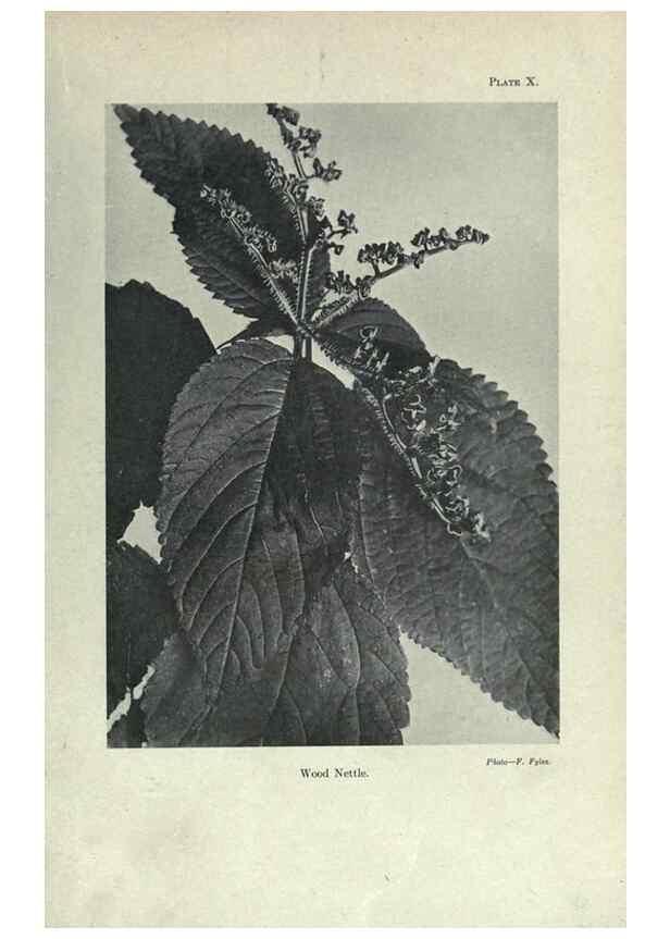 Reproducción/Reproduction 7944407820: Principal poisonous plants of Canada /. Ottawa :Dept. of Agriculture, Dominion Experimental Farms,1920.
