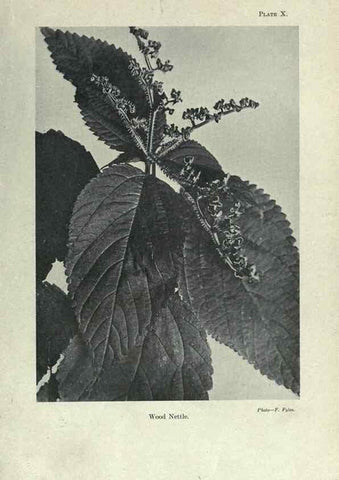 Reproducción/Reproduction 7944407820: Principal poisonous plants of Canada /. Ottawa :Dept. of Agriculture, Dominion Experimental Farms,1920.