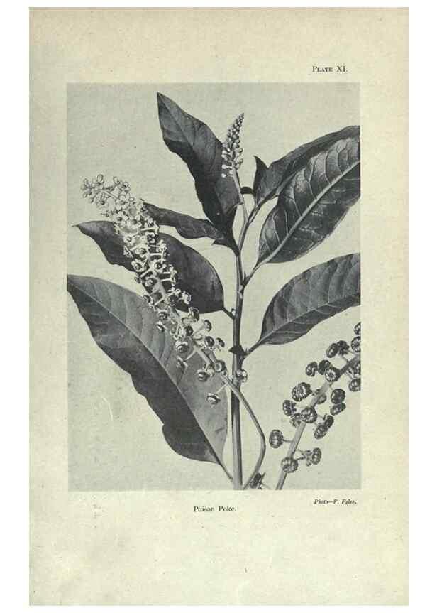 Reproducción/Reproduction 7944408618: Principal poisonous plants of Canada /. Ottawa :Dept. of Agriculture, Dominion Experimental Farms,1920.