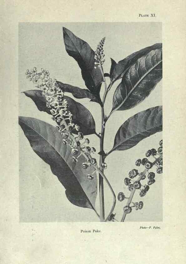 Reproducción/Reproduction 7944408618: Principal poisonous plants of Canada /. Ottawa :Dept. of Agriculture, Dominion Experimental Farms,1920.